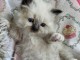 chaton sacré brimanie a donner 