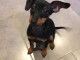 Chiot Pinscher nain à donner 