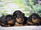 chiot Pinscher nain à adopter mâle et femelle 