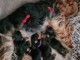 chiot Yorkshire femelle a donner 