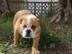 chiot bulldog anglais a donner mâle 