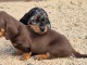 chiot Teckels nain à adopter 