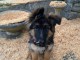 chiot berger allemand lof disponible pour adoption 