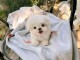 chiot bichon maltais mâle a donner 