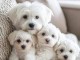 Adoption chiot bichon disponible 