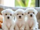 Je donne chiot bichon maltais 