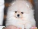 chiot spitz allemand race pure 