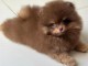 Chiot spitz nain Poméranie adorable 