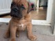 race Dogue de Bordeaux a donner 