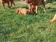 chiot dogue bordeaux a donner 