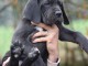 chiot dogue allemand race pure 