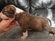 chiot bull terrier femelle a donner 