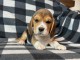 chiot beagle disponible à adopter 