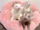 Bébé furet a donner contre bon soin 