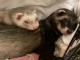 Bébé furet a donner femelle 