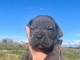 chiot Cane Corso lof mâle à donner 