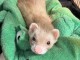 Furets a donner disponible 