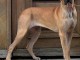 chiot dogue allemand a donner 
