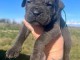chiot cane corso a cédé 