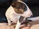 chiot bull terrier mâle a donner 