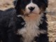 Bébé chiot bouvier bernois a donner 