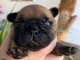 chiot bouledogue français à adopter 