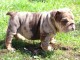 Bulldog anglais lof mâle a donner 