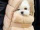 petit chiot bichon maltais mâle a donner 