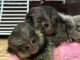 Adorable singe capucin a donner contre bon soin 