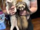 Bébé furet a donner contre bon soin 