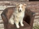chiot berger australien lof femelle a donner 