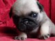 chiot type carlin pour adoption 