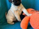 chiot carlin disponible pour adoption Femelle 