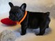 Chiot bouledogue français a donner contre bon soin 
