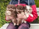 chiot spitz allemand race pure a donner 