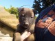 Chiot berger belge disponible 