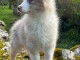 chiot berger australien mâle adorable 