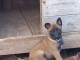 chiot berger belge lof mâle a donner 