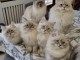 Adorables chatons sacré de Birmanie 