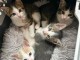 chaton disponible à adopter 