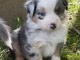 chiot berger australien mâle adorable 