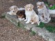 Adoption chiot berger australien 