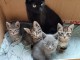 Chaton disponible à adopter 