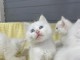 Adoption chatons disponible 
