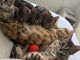 Superbe chaton bengali 