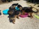 Portée chiot berger allemand lof 