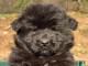 Berger Allemand mâle noir adorable 