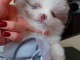 je donne chiot berger australien 