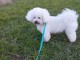 chiot bichon frisé a donner contre bon soin 