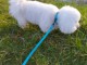 Adoption chiot bichon frisé 